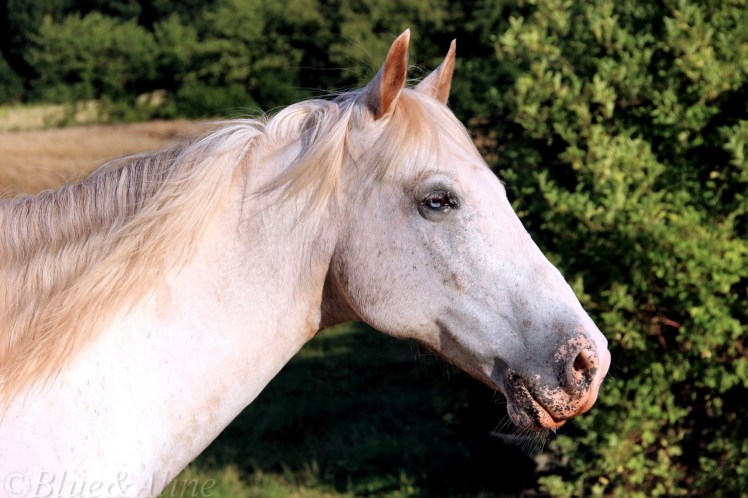 Appaloosa2