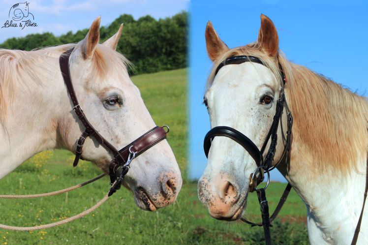 Gebiss vs. gebisslos1