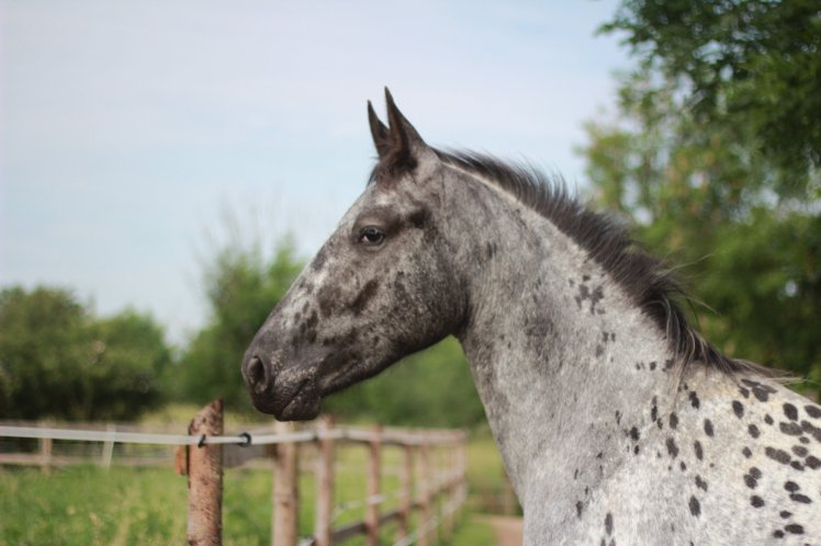 Gastbeitrag zweifel (3)