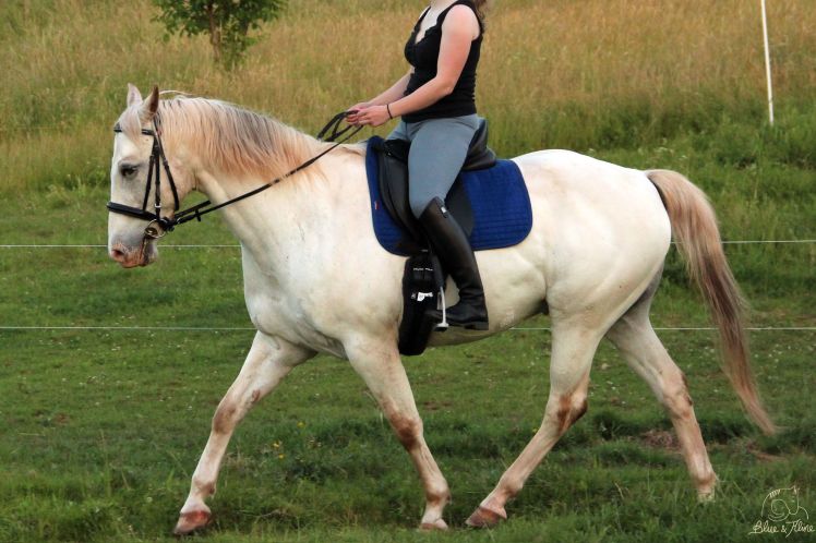 Schabracke LeMieux 2