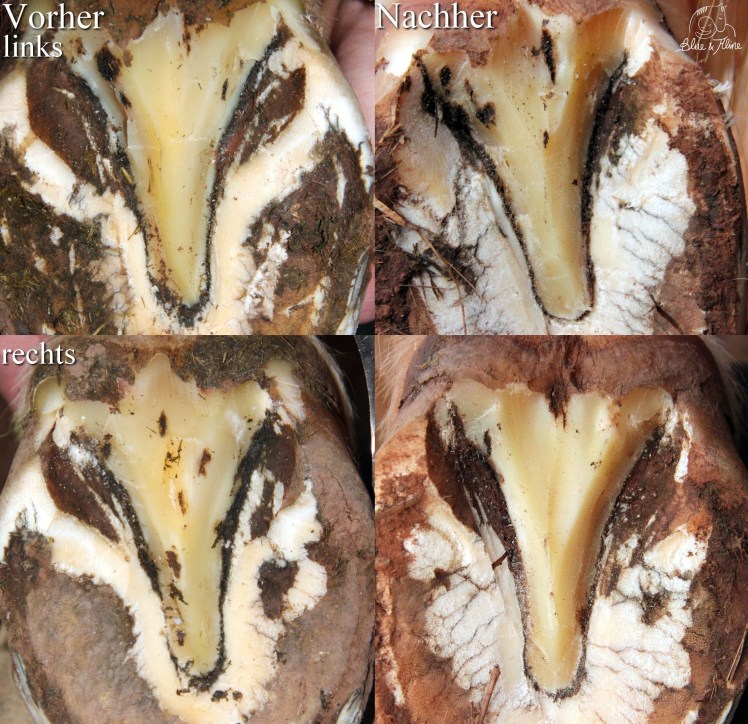 peticare Hinterhufe1