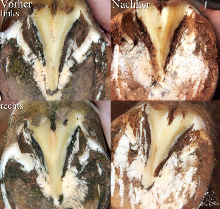 peticare Vorderhufe1