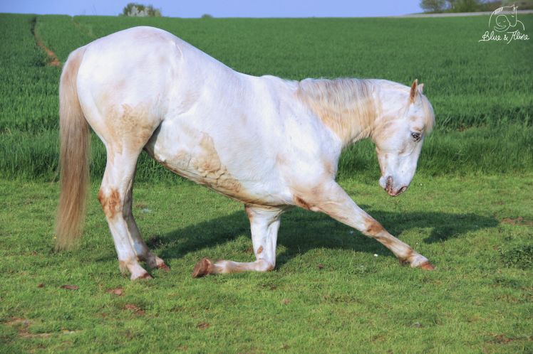 Fehler Zirkuslektionen1