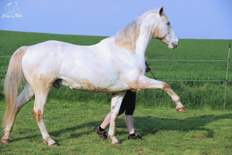 Fehler Zirkuslektionen