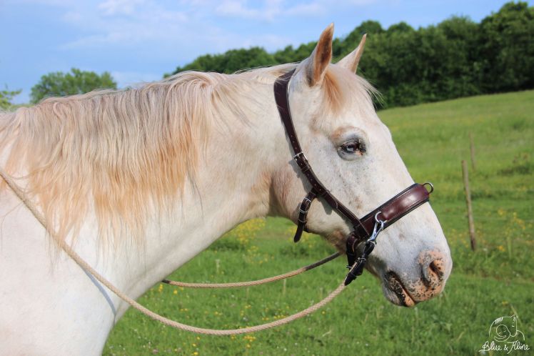 gebisslos Reiten (2)