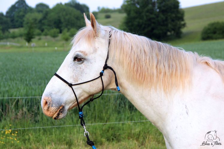 gebisslos Reiten (3)