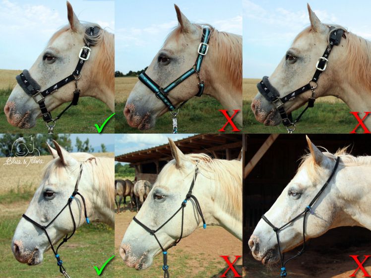 Richtig-Falsch Halfter