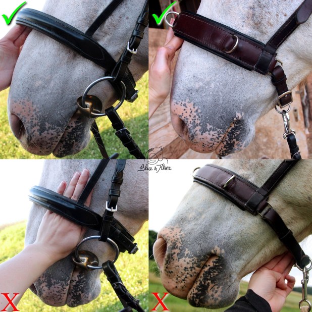 Richtig-Falsch Reithalfter