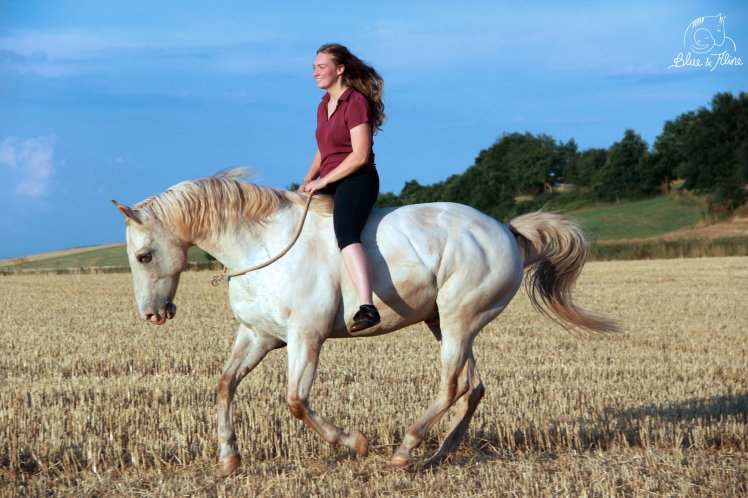 Pferd selbst ausbilden