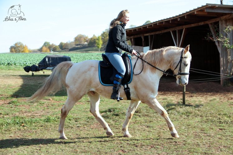 Pferd selbst ausbilden1