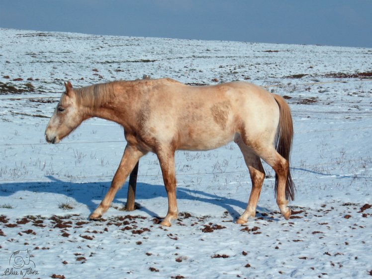 Wenn das Fohlen erwachsen wird 2005